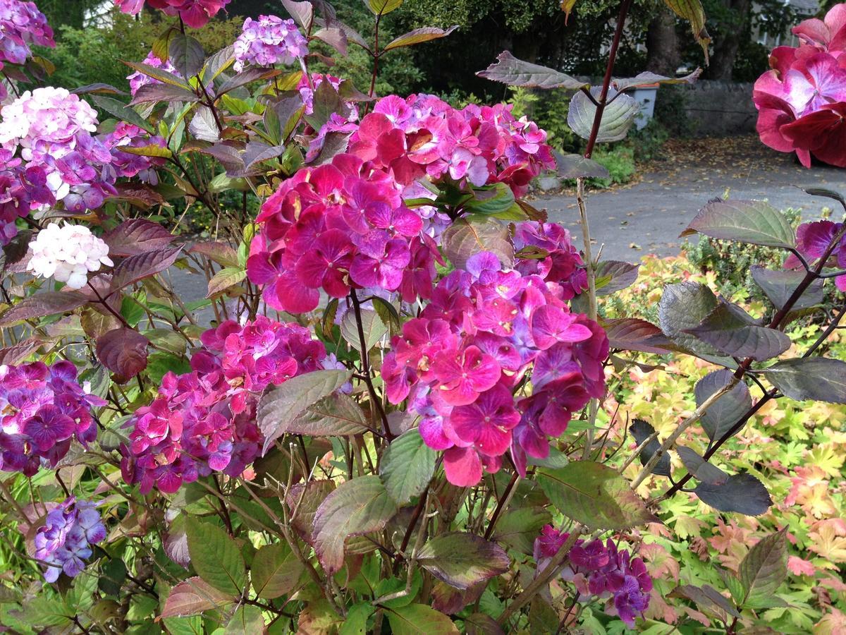 Willows Bed & Breakfast Pitlochry Εξωτερικό φωτογραφία